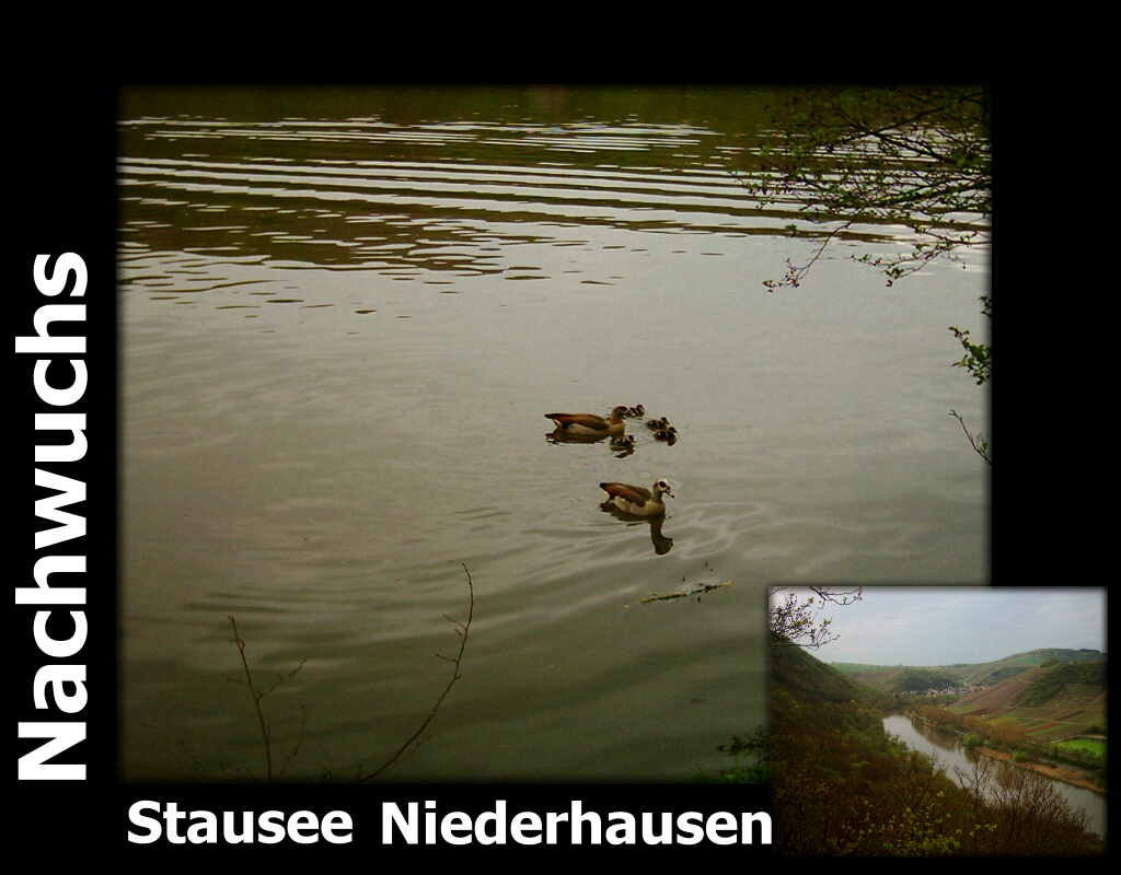Nachwuchs am Stausee Niederhausen